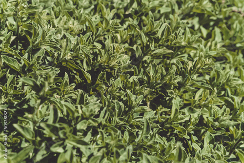 Wallpaper Mural Oregano silvestre Torontodigital.ca