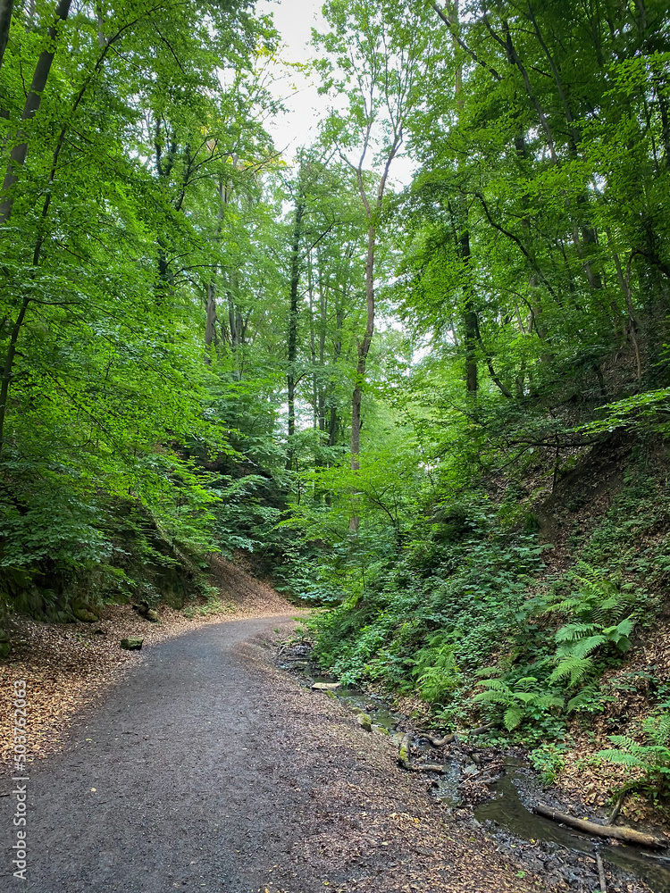 Hiking trail at Siebengebirge mountain range in Germany. Hiking trail at Siebengebirge mountain range in Germany.