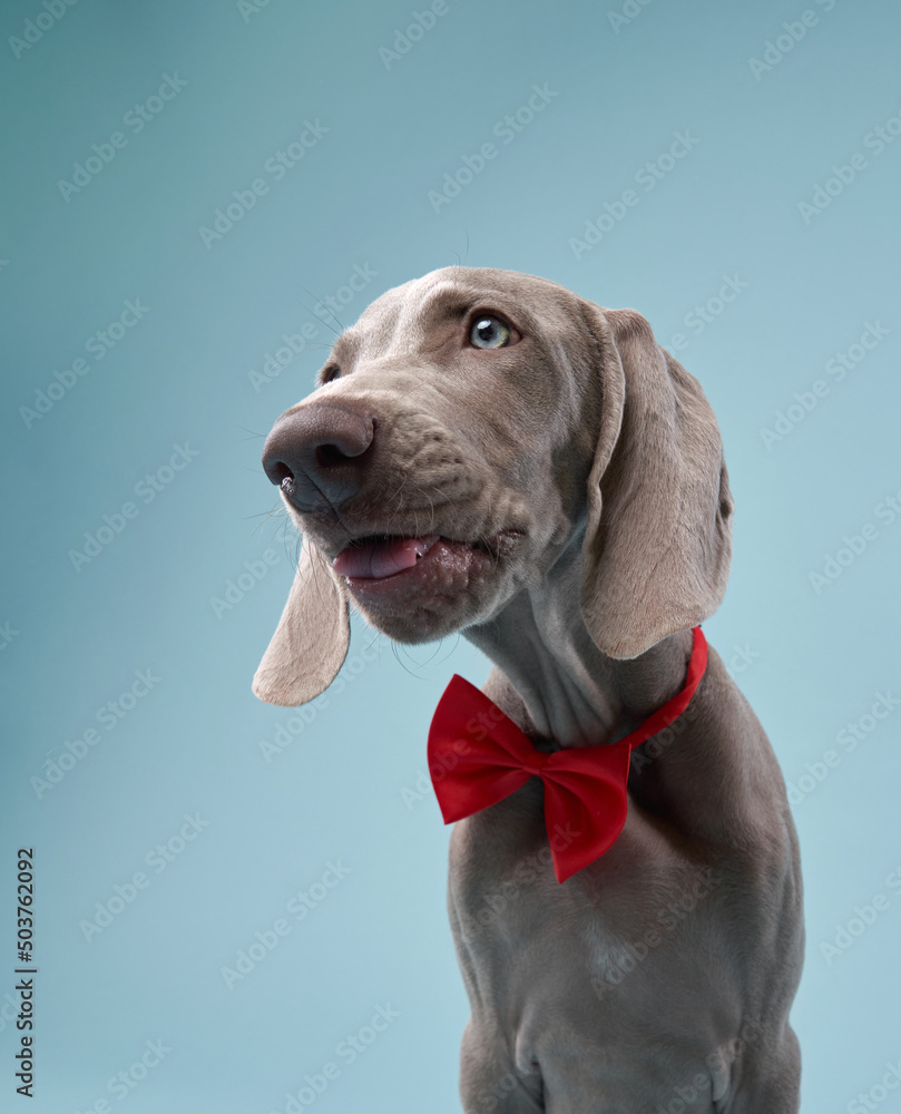 Funny dog in a red bow tie. Happy Weimaraner puppy on a blue background