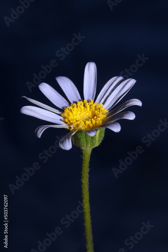 Blue flower close up blossom felicia amelloides family compositae modern botanical background high quality big size prints home decoration