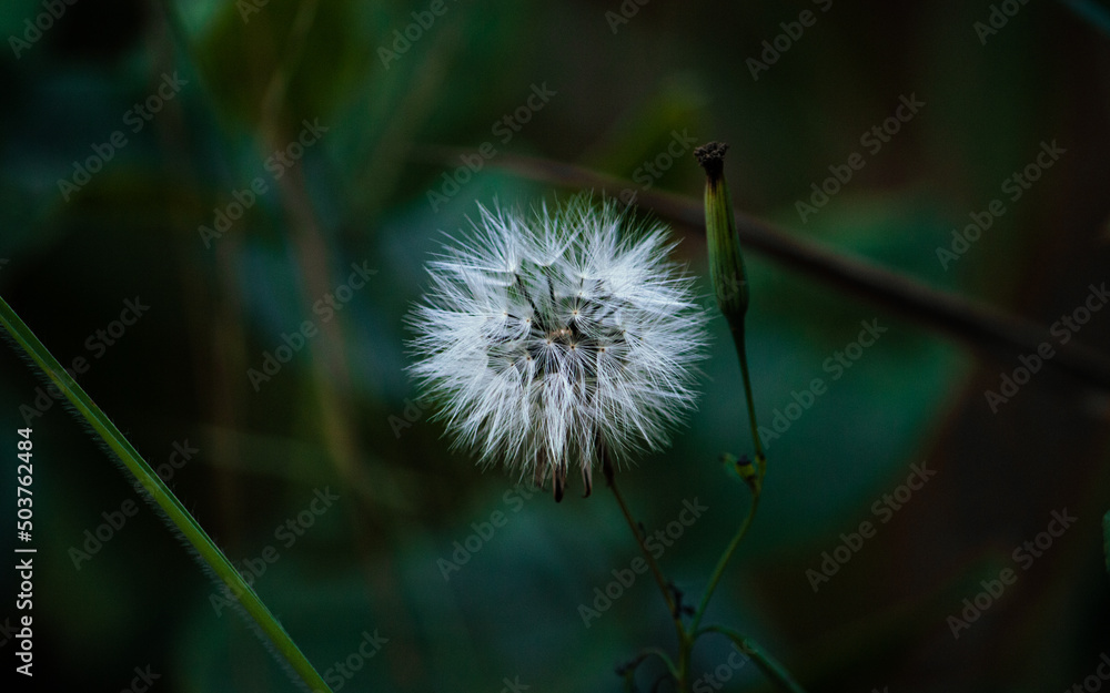 Fototapeta premium DANDELION