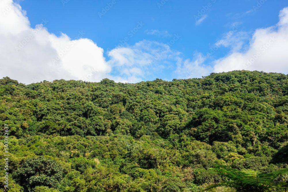 lush green tropical rainforest in Brazil, blue sky on background