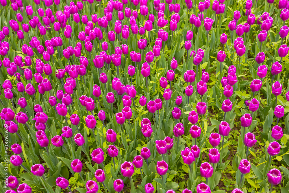 a lot of purple tulips grow on a plantation in the autumn park