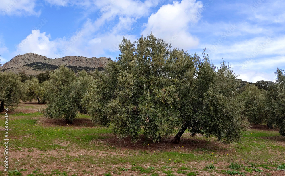 Spanish olive trees