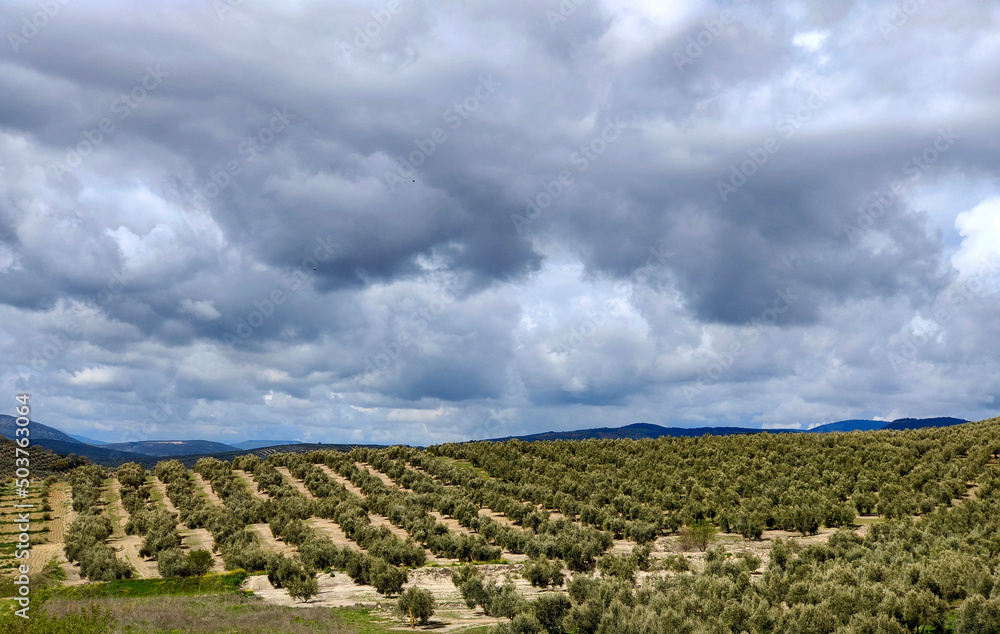 Spanish olive trees
