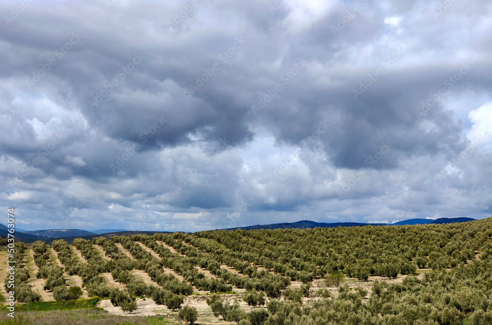 Spanish olive trees Spanish olive trees