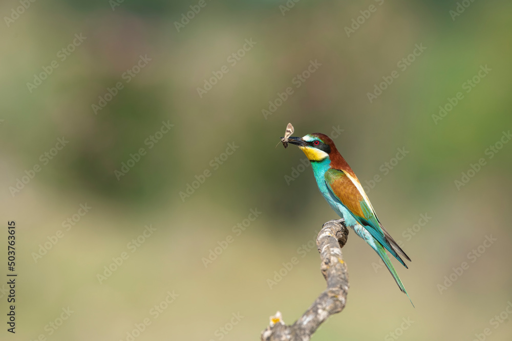 The Rainbow Bee-eater is perched on a tree branch. The bird comes from a bird family called Meropidae and is found in Turkey. The Rainbow Bee-eater is perched on a tree branch. The bird comes from a bird family called Meropidae and is found in Turkey.