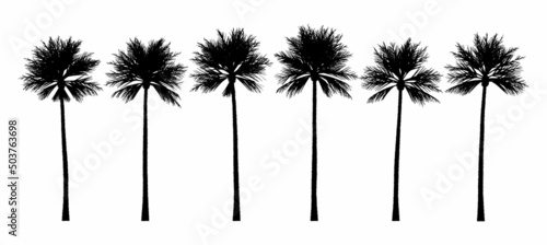 Realistic palm tree silhouette collection. Set of tropical tree elements for vacation booklet.