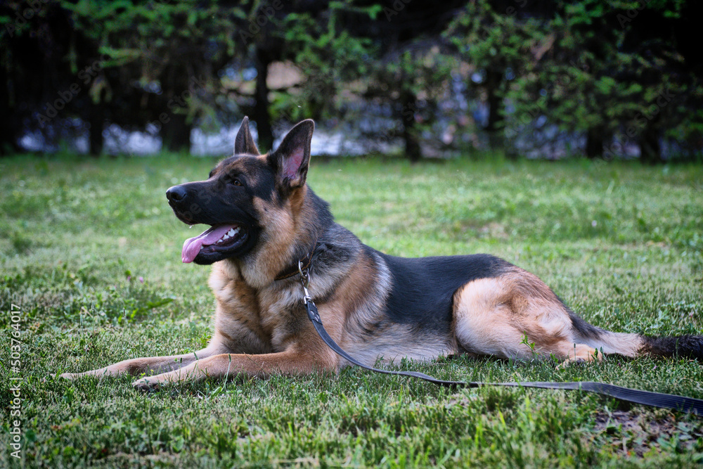 A German Shepherd dog is resting after a walk on the grass