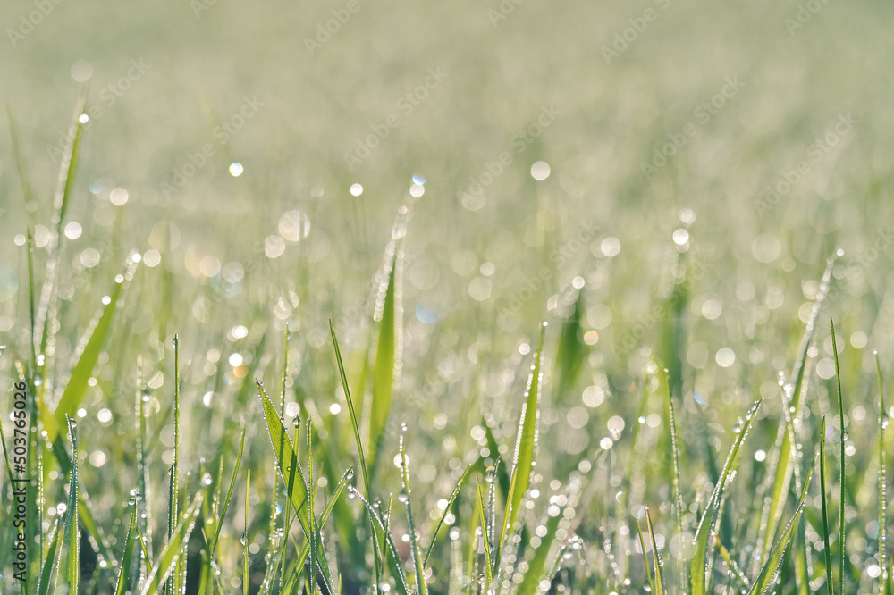 A green lawn with dew drops on the grass on a sunny summer morning. Background. Selective focus