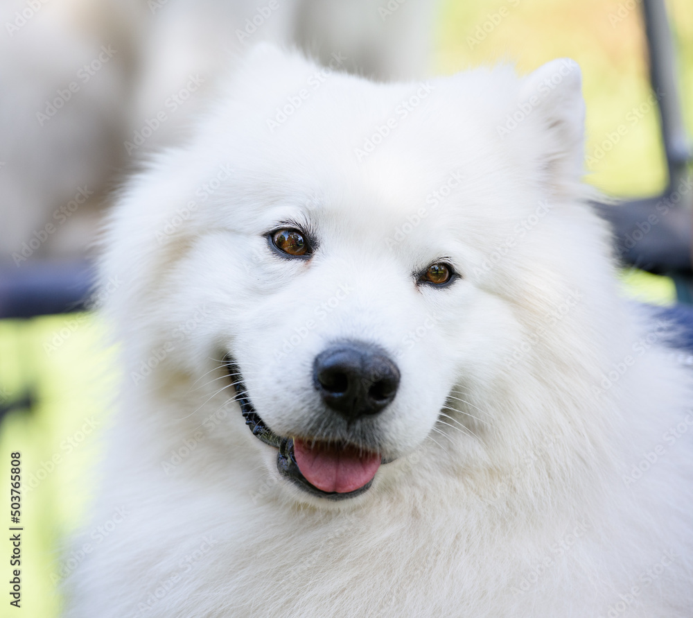 Portrait of a white cheerful dog of the Samoyed breed. Close-up.
