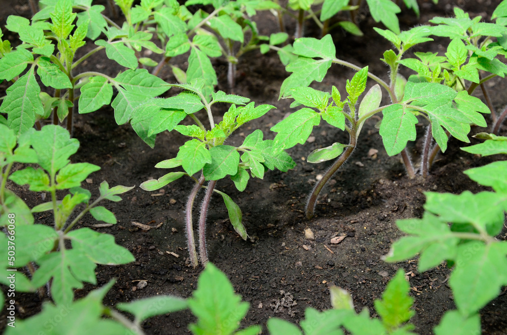 Young tomato organic seedlings growing in garden, greenhous, glasshouse in spring. Concept of ecology, cultivation, agriculture. Young tomato organic seedlings growing in garden, greenhous, glasshouse in spring. Concept of ecology, cultivation, agriculture.