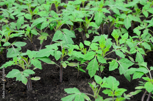 Young tomato organic seedlings growing in garden  greenhous  glasshouse in spring. Concept of ecology  cultivation  agriculture.