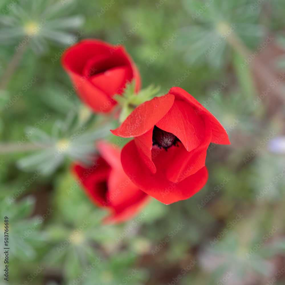 Fototapeta premium The red anemone flower belongs to the buttercup family and is a perennial herbaceous plant