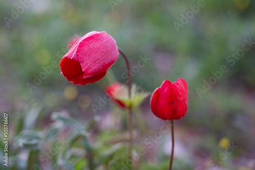 The red anemone flower belongs to the buttercup family and is a perennial herbaceous plant