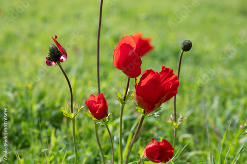 The red anemone flower belongs to the buttercup family and is a perennial herbaceous plant photo