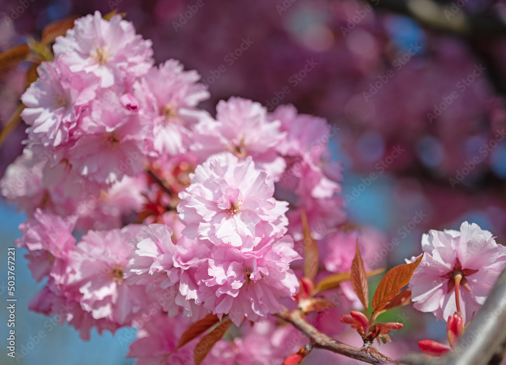 Japanische Nelkenkirsche, Prunus serrulata, Blüten im Frühling Japanische Nelkenkirsche, Prunus serrulata, Blüten im Frühling