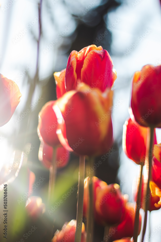 Fototapeta premium A lot of red tulips with yellow edges, on which the rays of the sun fall beautifully. Tulips close-up from a lower angle. Beautiful spring park with lots of flowers at sunset.