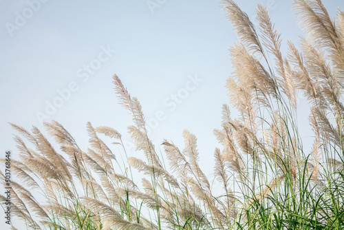 Grass flowers with morning sun against light blue sky in summer