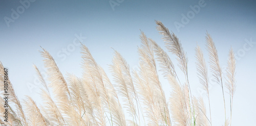 Grass flowers with morning sun against light blue sky in summer