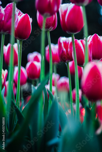 There are a lot of light maroon tulips with white edges on the law. Large green flower stems. Tulip flower close-up from the bottom angle. Beautiful spring park with lots of flowers. Darwinian hybrids