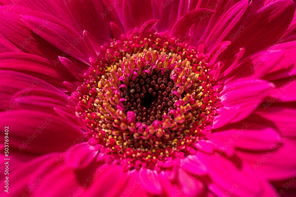 Close-up with a pink gerbera flower. Close-up with a pink gerbera flower.