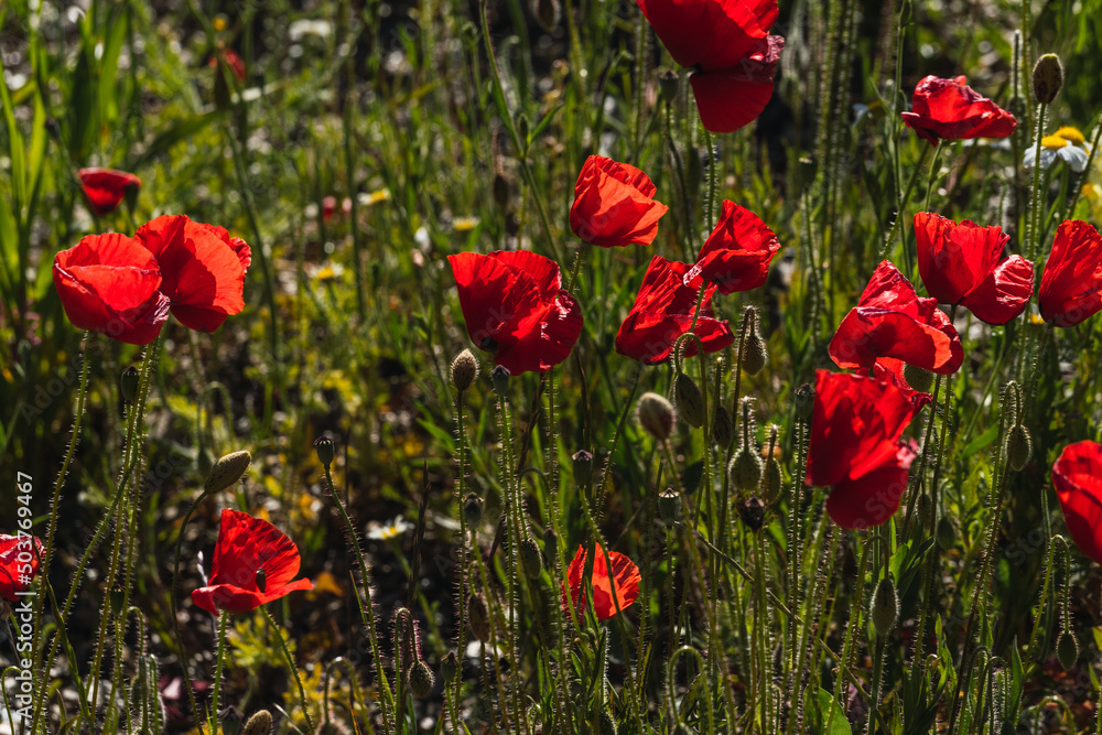 Obraz premium Campo de amapolas silvestre