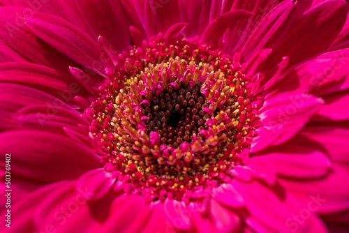 Close-up with a pink gerbera flower.