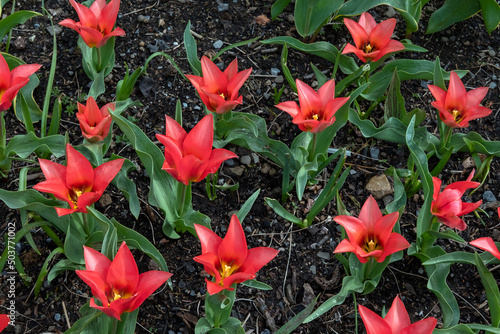 Color popping Tulipa Doll's Minuet in a field, beautiful lily-shaped viridiflora tulips with magenta-red petals and yellow stamens in bloom, delicate flowers populating gardens and parks in the spring