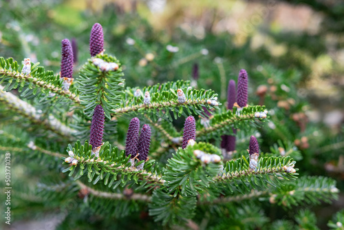 Korean blue emperor larch, also known as Korean fir or Abies koreana displaying colorful purple cones holding upright along lush green brunches, young evergreen coniferous tree grown for its beauty photo