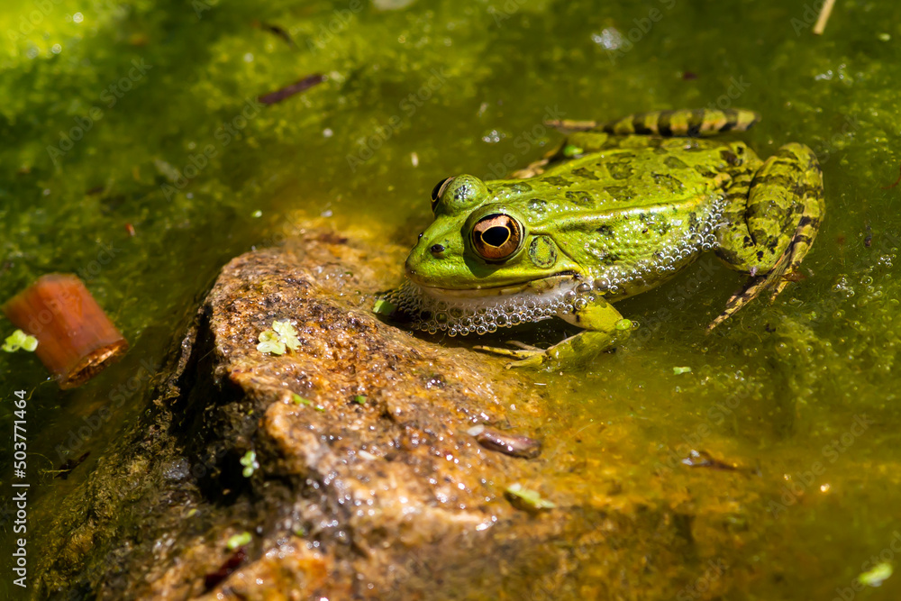 Obraz premium Green-skinned frog resting in the sun on a water lily leaf in a pond.