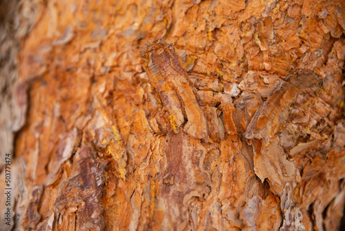 Close Up of Bark on Tree Stump. Old tree. many years old.