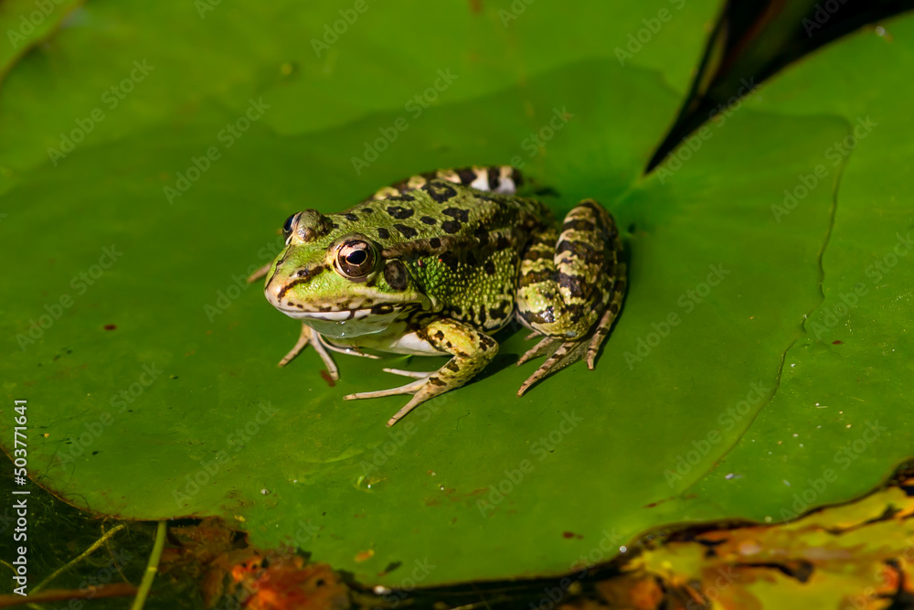 Obraz premium Green-skinned frog resting in the sun on a water lily leaf in a pond.