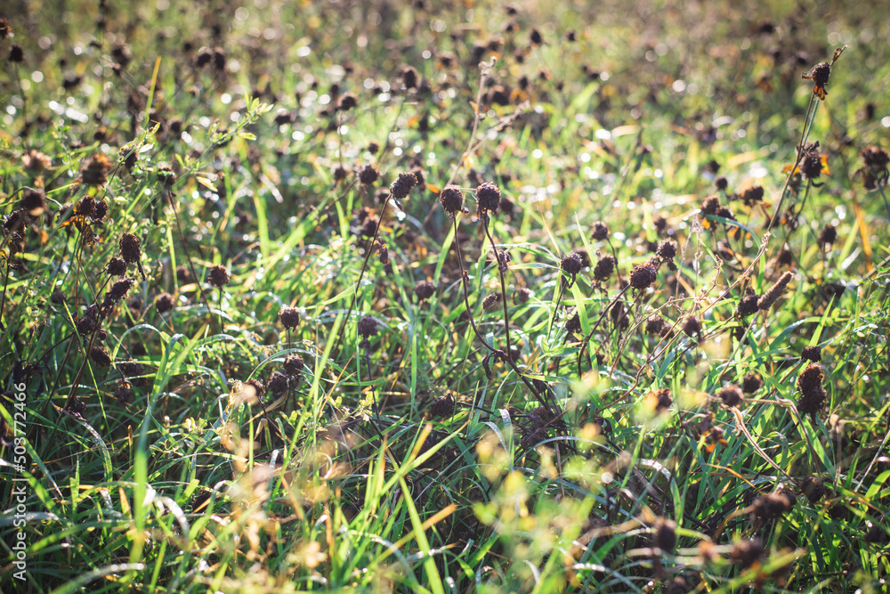 Autumn meadow at dawn. Light floral background. Autumn meadow at dawn. Light floral background.
