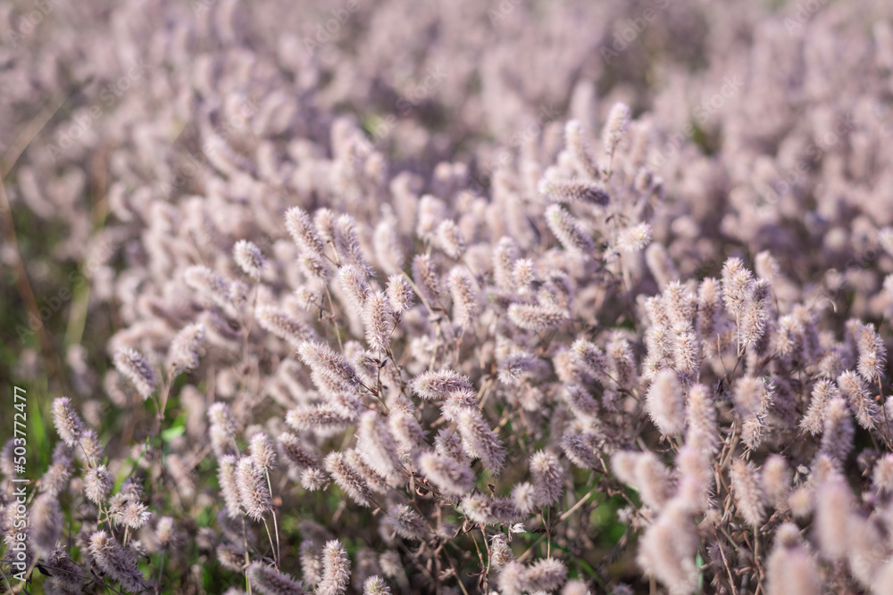 Autumn meadow at dawn. Light floral background with fluffy flowers. Autumn meadow at dawn. Light floral background with fluffy flowers.
