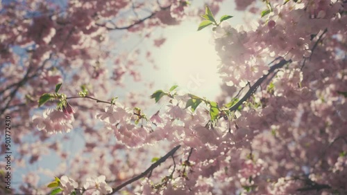 Beautiful sunny blooming spring flowers growing outdoors in a city park. Close-up of fresh pink spring fluffy flowers on sakura tree branches. The wind shakes the branches against the sky