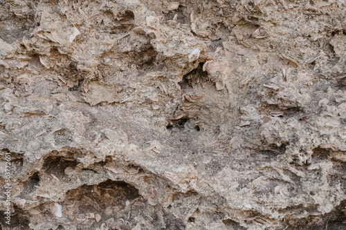 texture of sedimentary limestone rock with shells