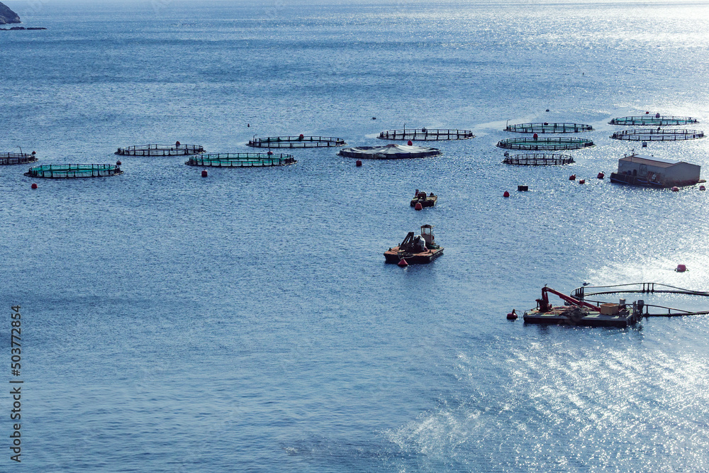 Naklejka premium Aquaculture settlement, fish farm with floating circle cages around bay of Attica in Greece.