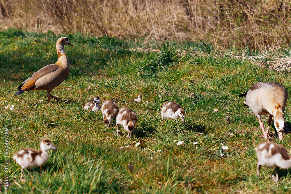 Egyptian goose family in the wild. The female, male and goslings of the Egyptian goose are resting in the grass. Adult goose with goslings. Spring brood. Cute goslings