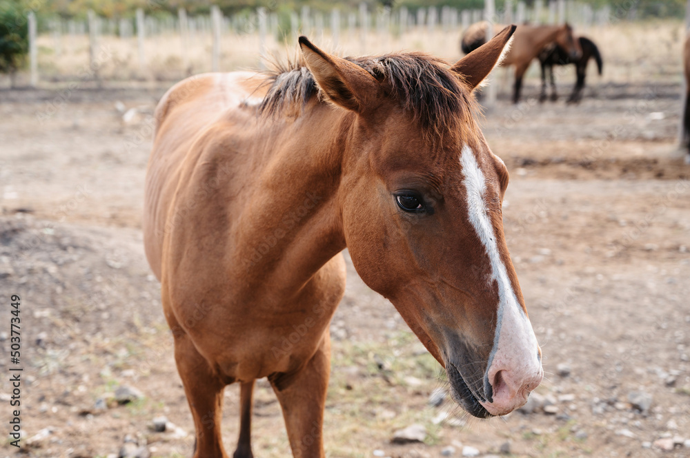 A small foal grazes on the plain, among its older relatives. A small foal grazes on the plain, among its older relatives.