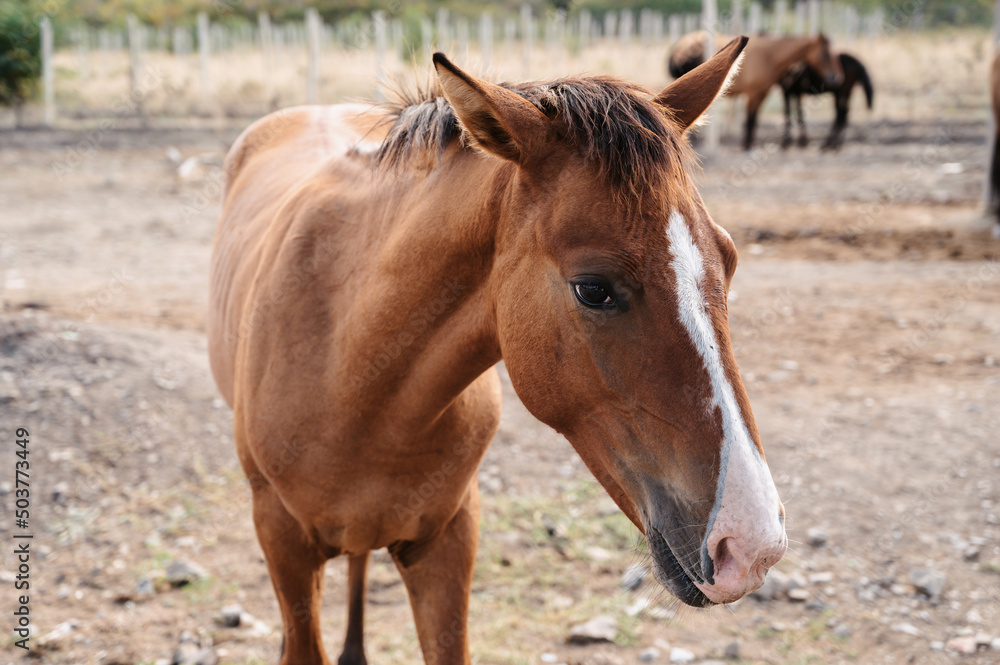 A small foal grazes on the plain, among its older relatives.