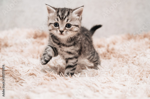 Cute playful striped gray kitten on a light background. The concept of pet care. Clipart for postcards.