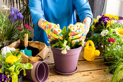 Spring decoration of a home balcony or terrace with flowers, woman transplanting a flower Primula into a clay pot, home gardening and hobbies, biophilic design