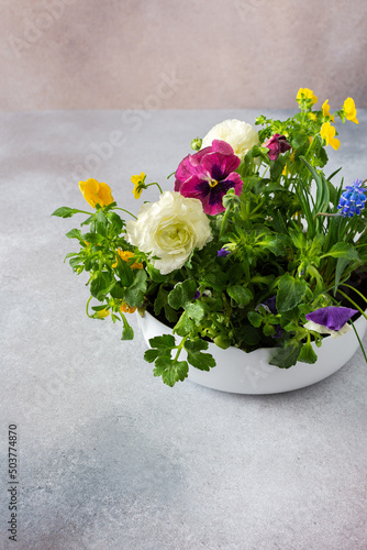 White round vase with spring and summer flowers Ranunculus and Muscari, Petunias and Pansies in the ground on a gray background, home decoration with flowers