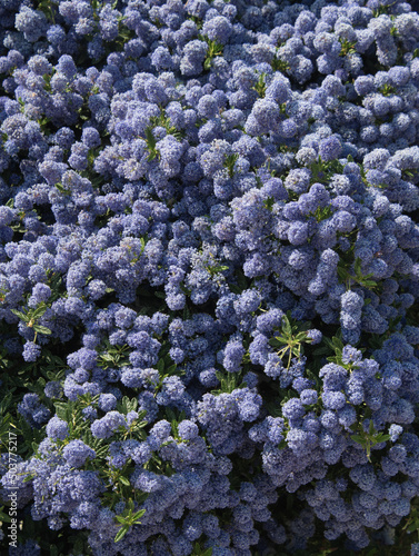 close up of bush of lilac purple flowers in Trouville, France
