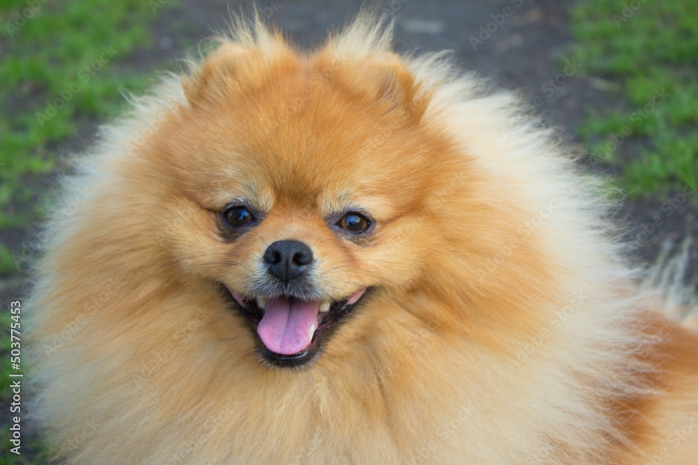 Spitz dog. Very beautiful dog. Fluffy dog. Love. Background.