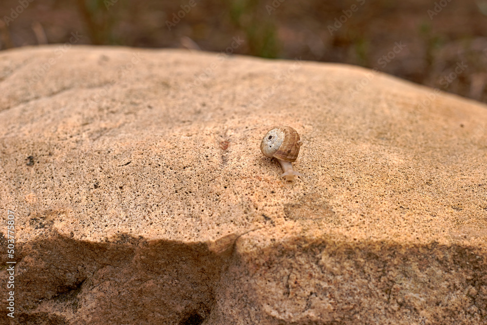 Solitary snail moving over big brown stone Solitary snail moving over big brown stone