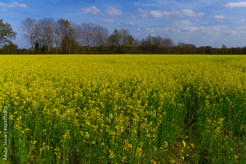 Obraz premium Rapsfeld