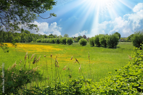 Beautiful rural typical lower rhine landscape, green meadow, pollard willow trees, yellow buttercup flowers field, blue summer sky, sun rays - Viersen, Germany photo