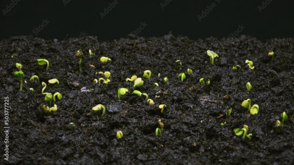 Seeds germinate from black soil, close-up, macro timelapse